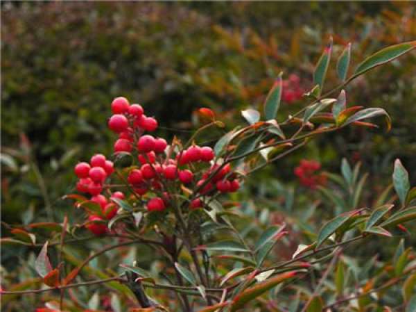 Nandina fruit-hanging diagram