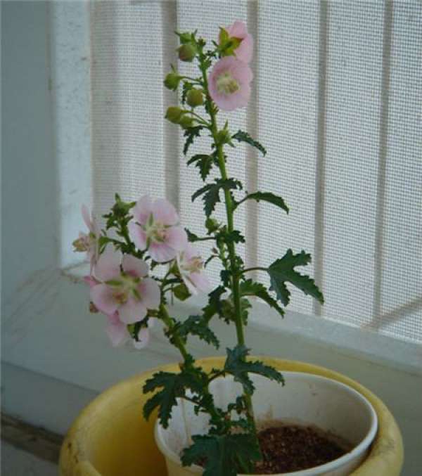 Small Hibiscus