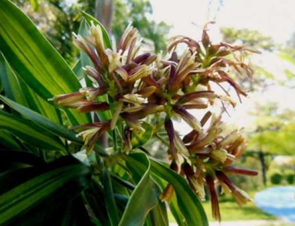 purpose of pruning Lily bamboo