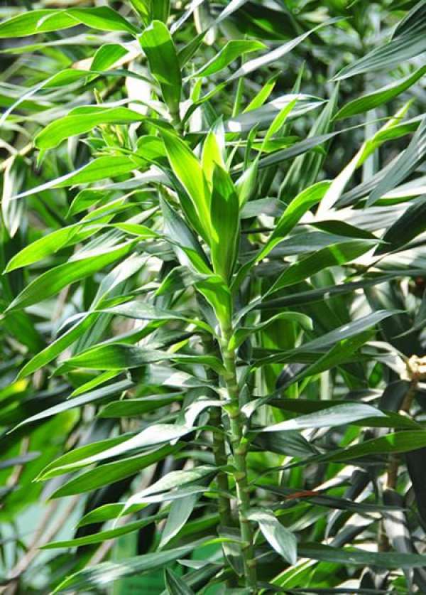purpose of pruning Lily bamboo