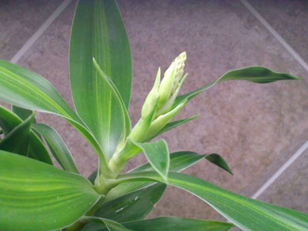 Diseases and insect pests of Lily bamboo