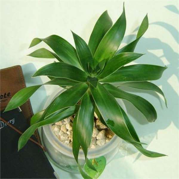 sowing and propagation of Lily bamboo