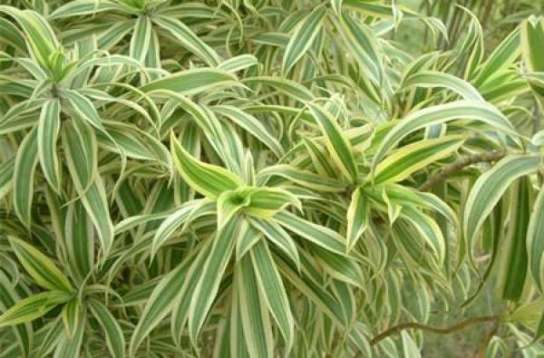 sowing and propagation of Lily bamboo