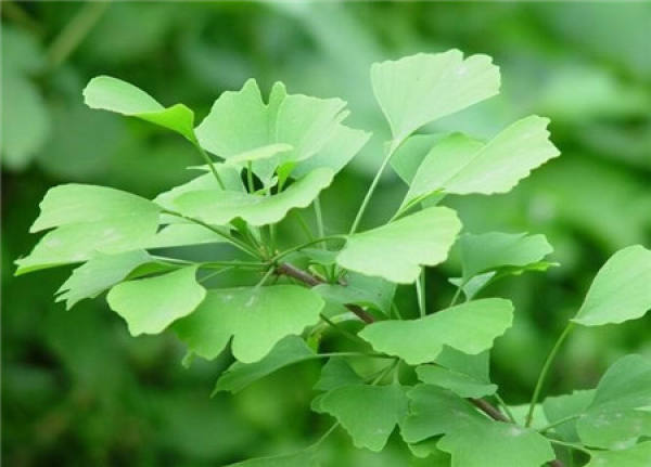 Method for grafting ginkgo biloba