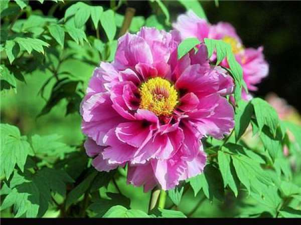 Characteristics of Growth Period of Peony Flower