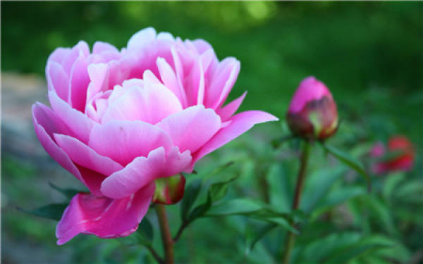 Growth Characteristics of Peony Flower Root