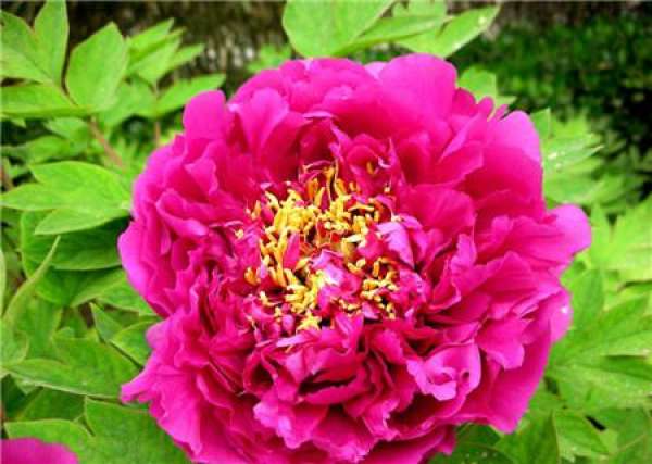 Peony does not shade in flowering period