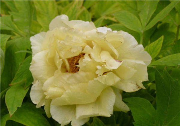 Peony does not shade in flowering period