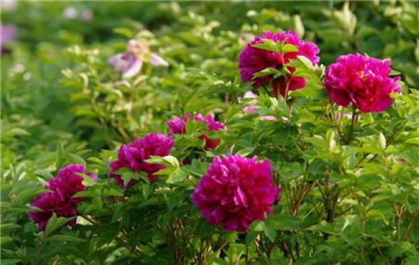 the peony flowering period is not shaded