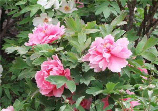 Diseases and insect pests of peony flower
