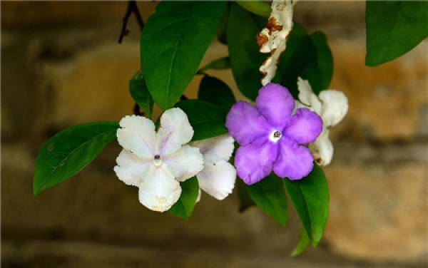 The reason why the leaves of bicolor jasmine fall off