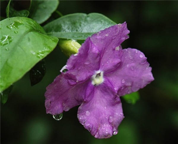 How does double color jasmine drop a leaf to do?
