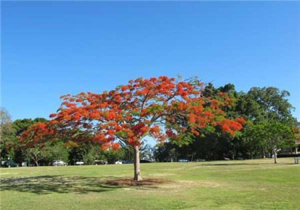When does the flame tree bloom?