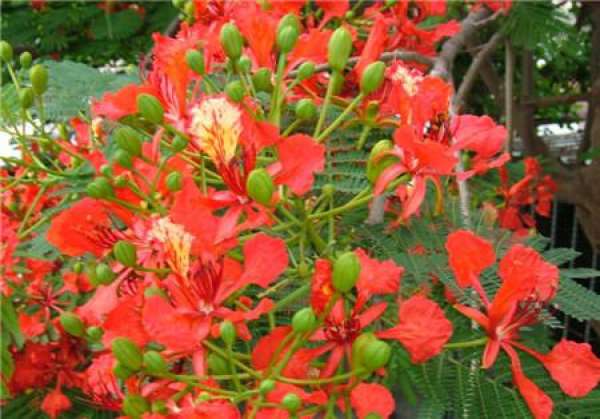 when does phoenix blossom