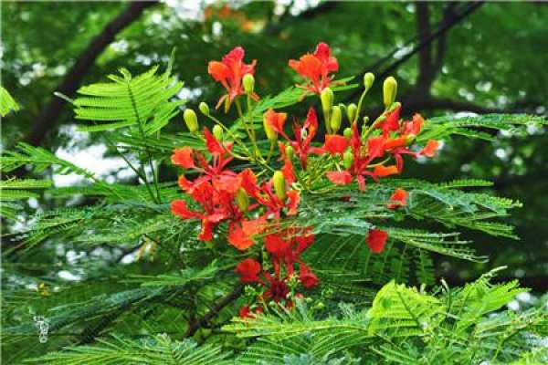 Photo Appreciation of Phoenix Tree Blossom