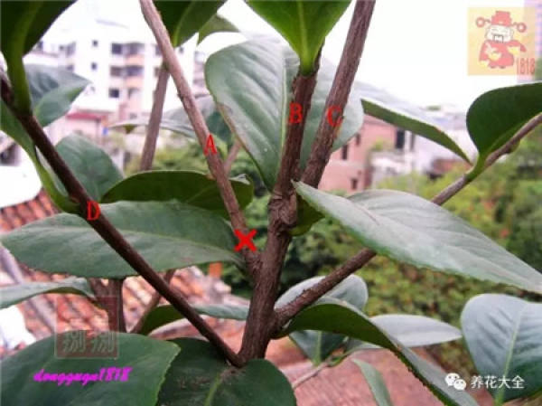 Prune off overgrown branches