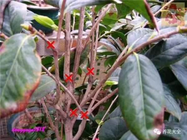 Prune off overgrown branches