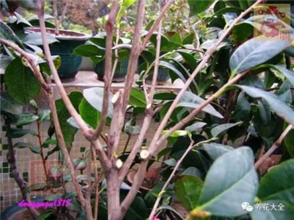 Prune off overgrown branches