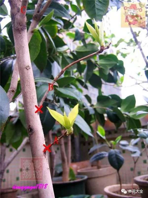 Prune off overgrown branches