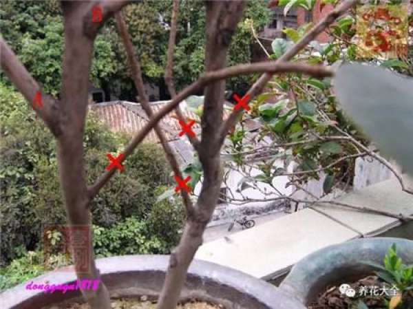 Prune off overgrown branches