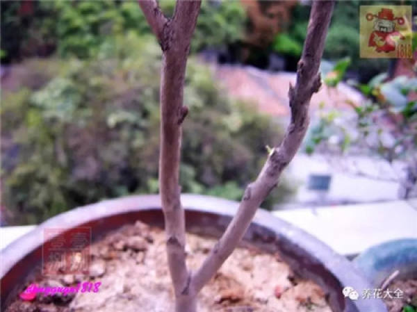Prune off overgrown branches