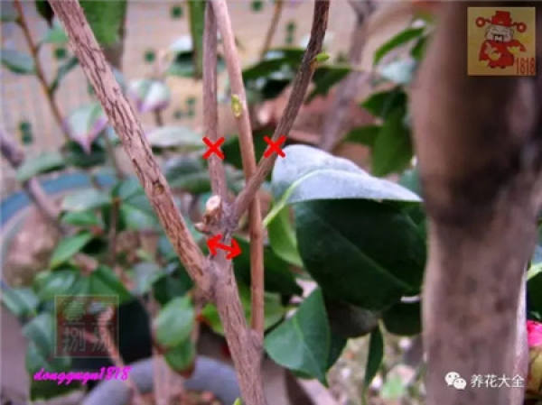 Prune off overgrown branches