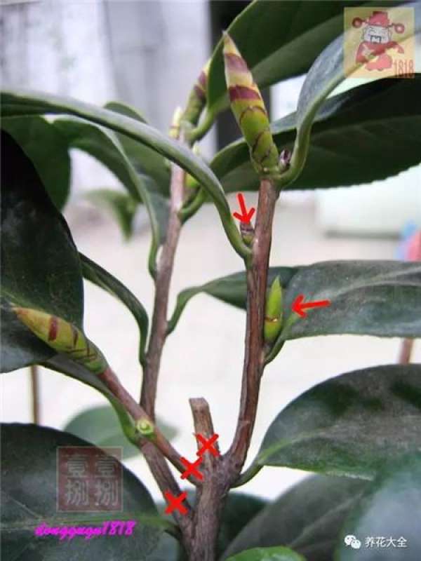 Prune off overgrown branches