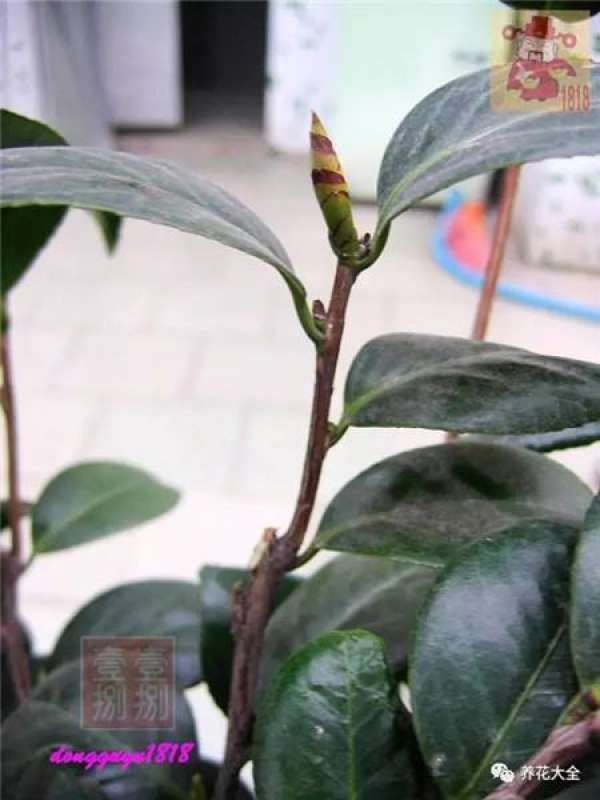 Prune off overgrown branches