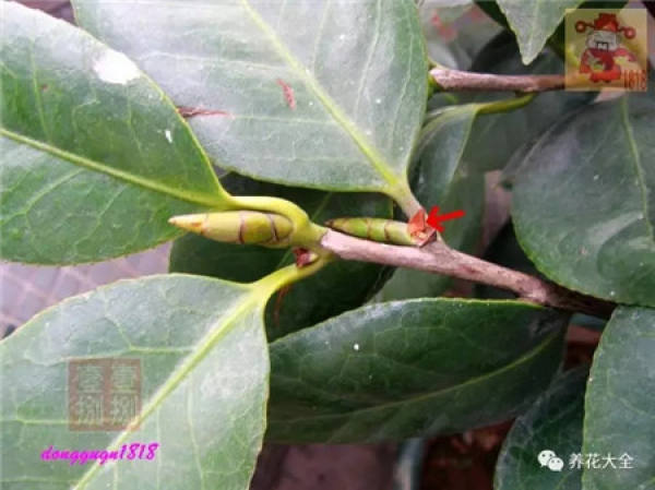 Prune off overgrown branches