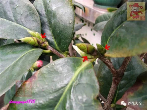 Prune off overgrown branches