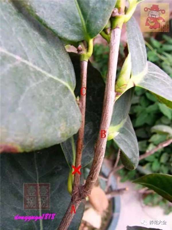 Prune off overgrown branches