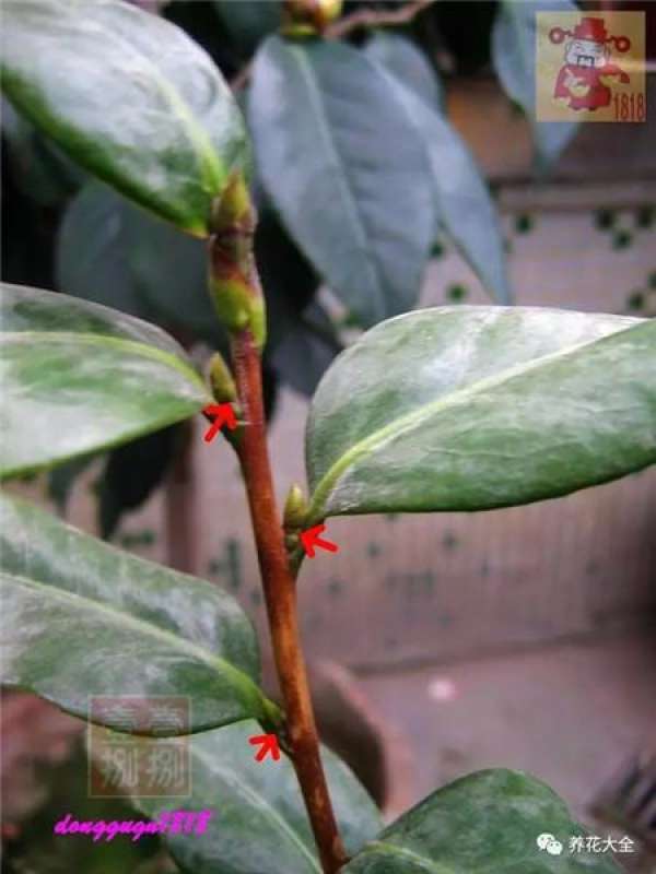 Prune off overgrown branches