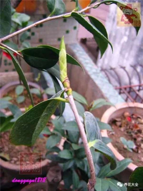 Prune off overgrown branches