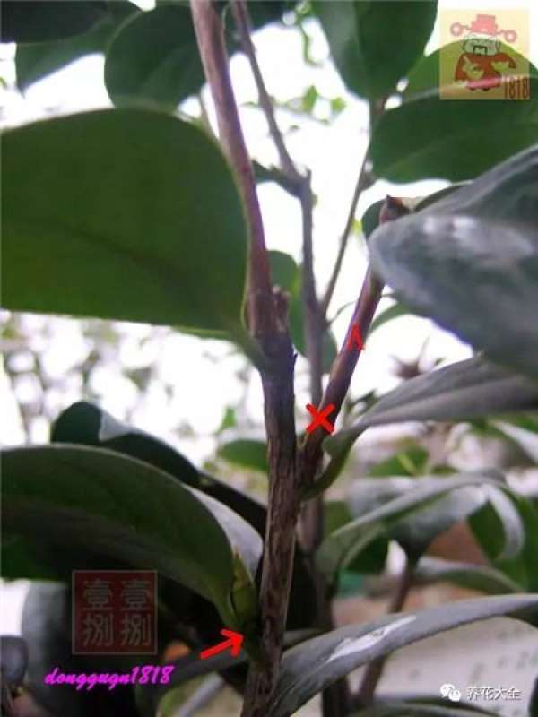 Prune off overgrown branches