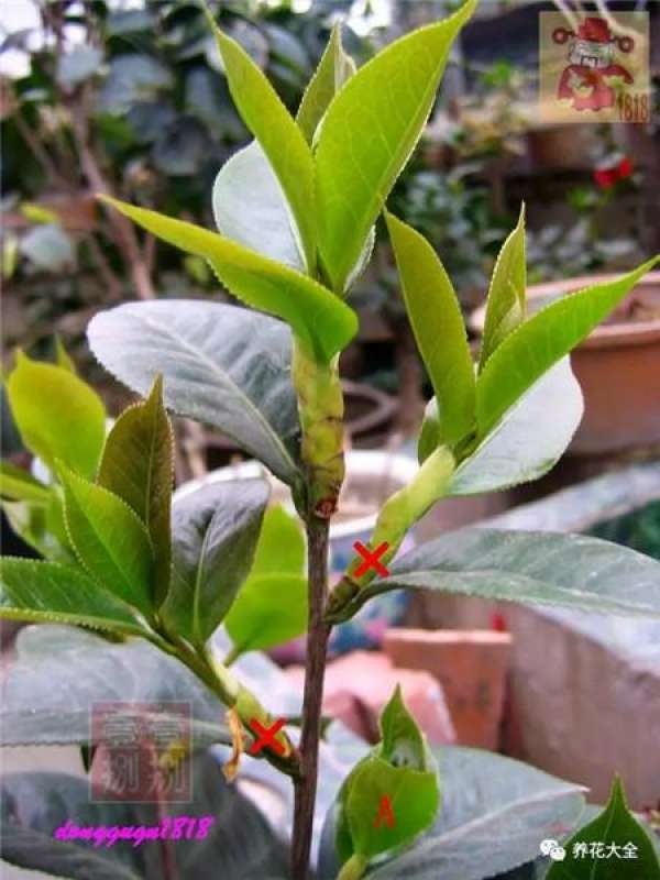 Prune off overgrown branches