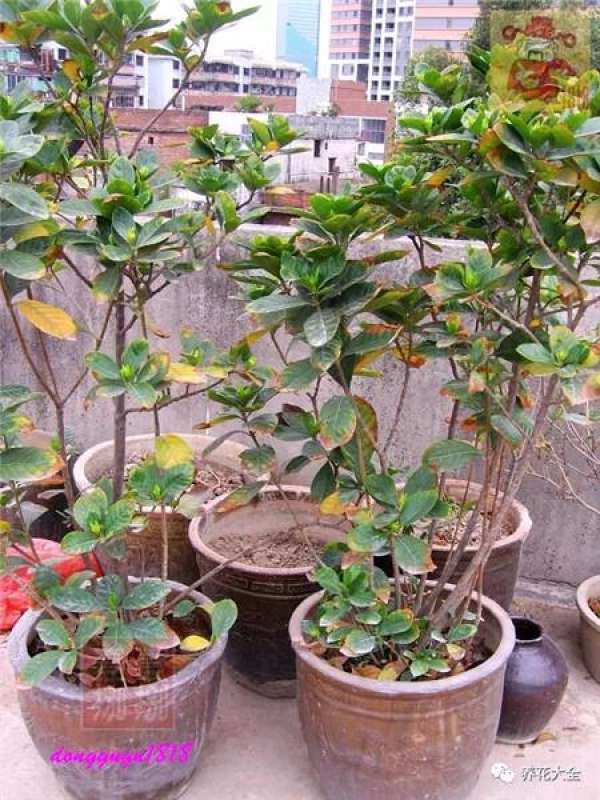 Prune off overgrown branches