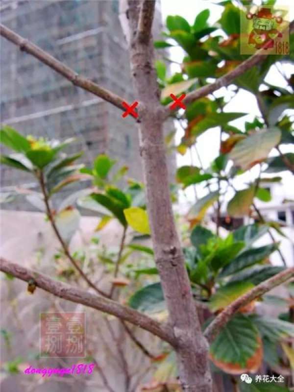 Prune off overgrown branches