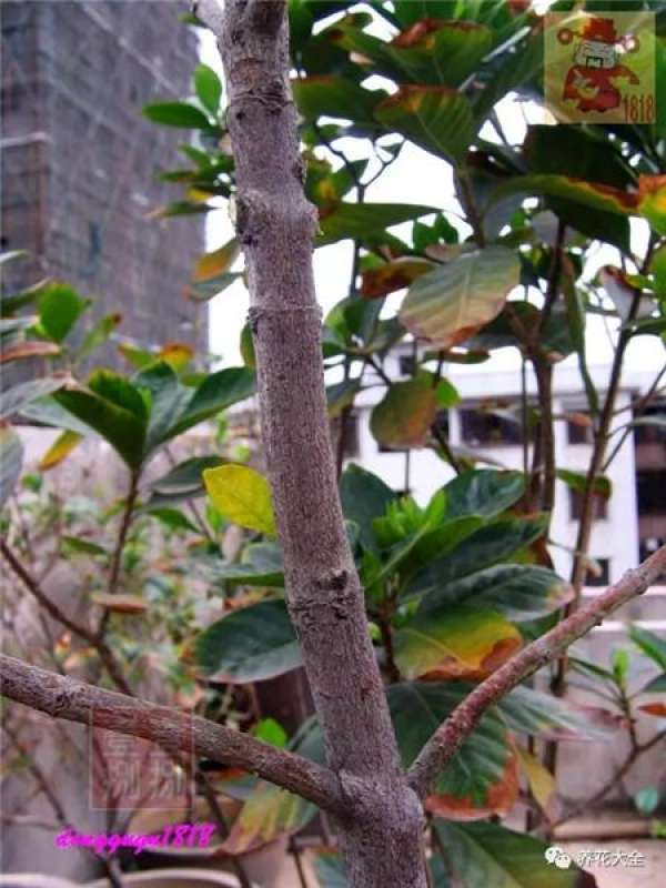 Prune off overgrown branches