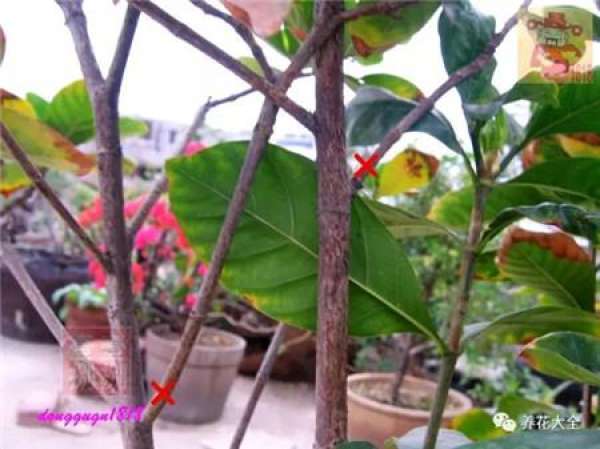Prune off overgrown branches