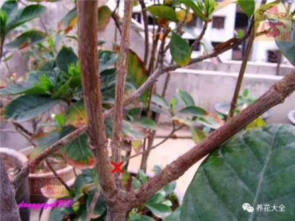 Prune off overgrown branches