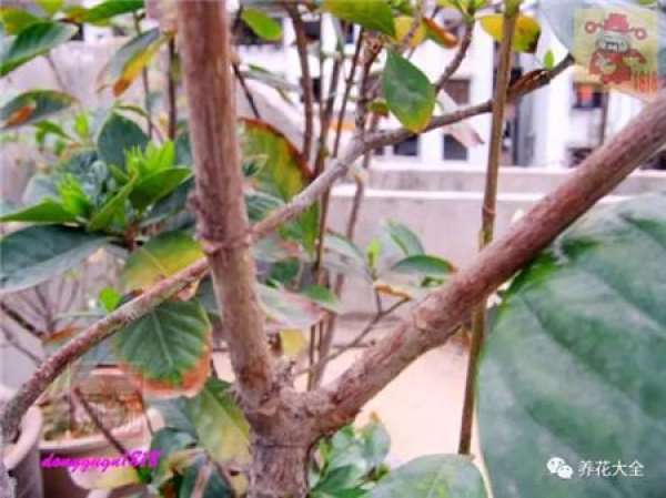 Prune off overgrown branches