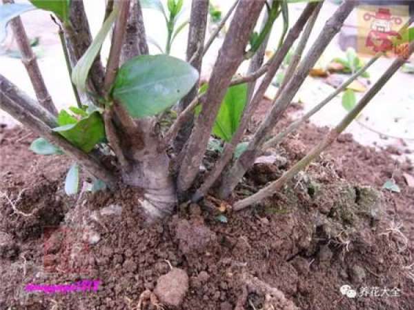 Prune off overgrown branches
