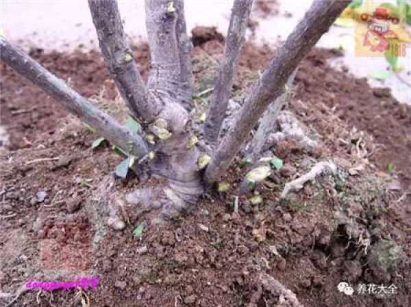 Prune off overgrown branches