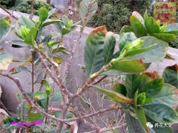 Prune off overgrown branches