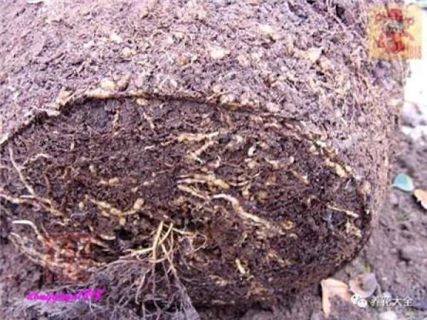 Prune off overgrown branches