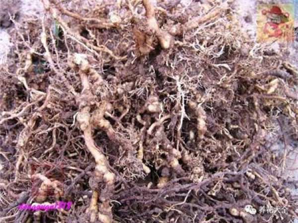 Prune off overgrown branches