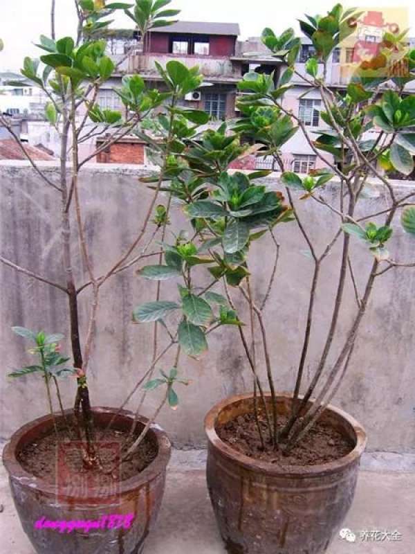 Prune off overgrown branches