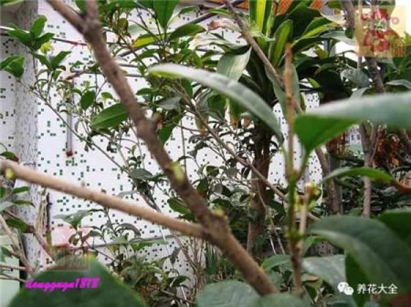 Prune off overgrown branches