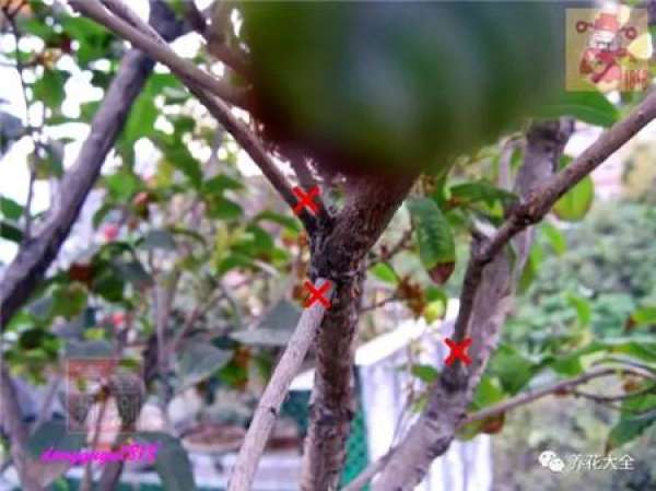 Prune off overgrown branches
