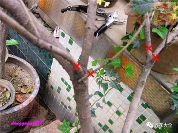 Prune off overgrown branches